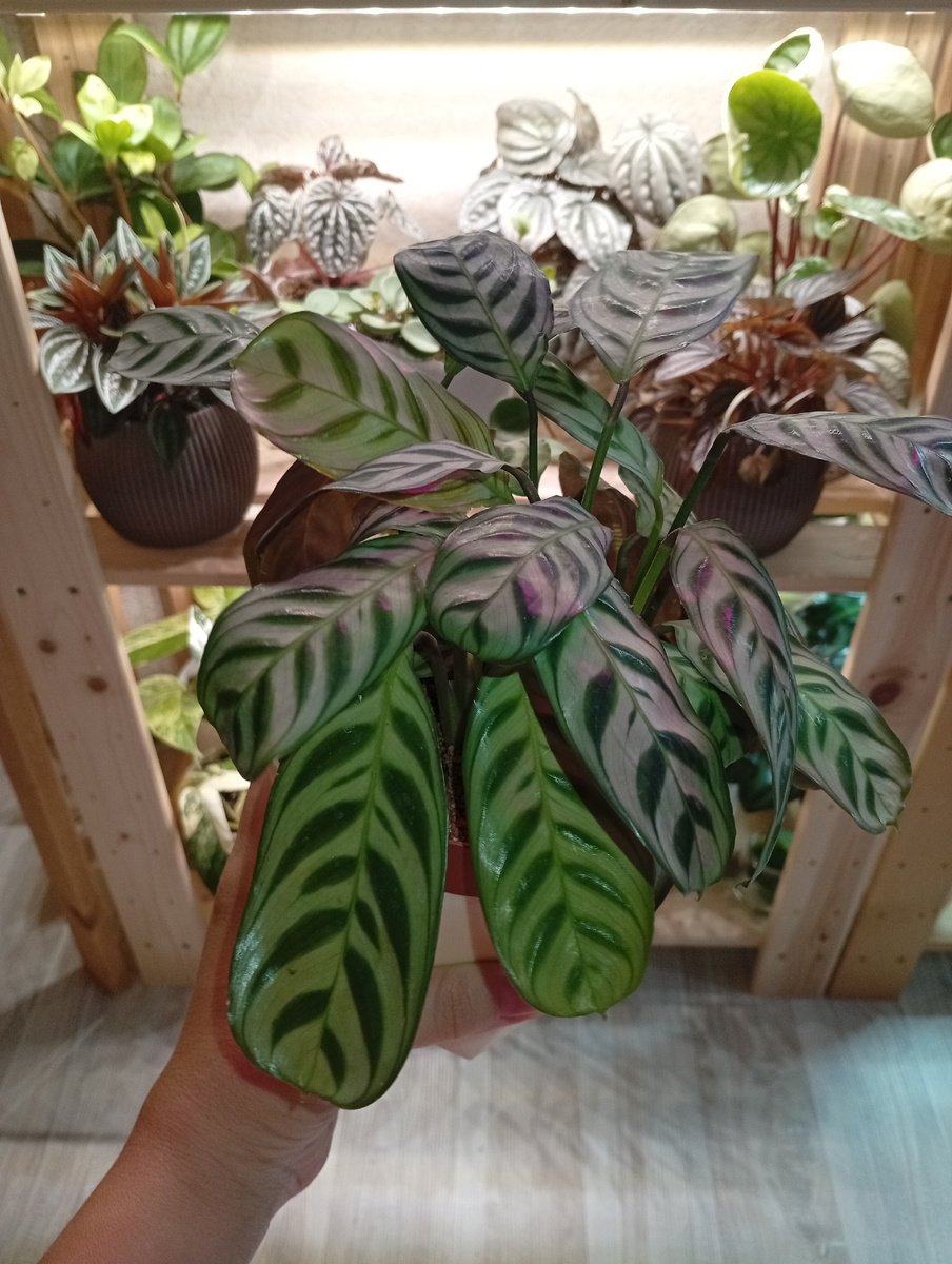 На фитильном поливе.