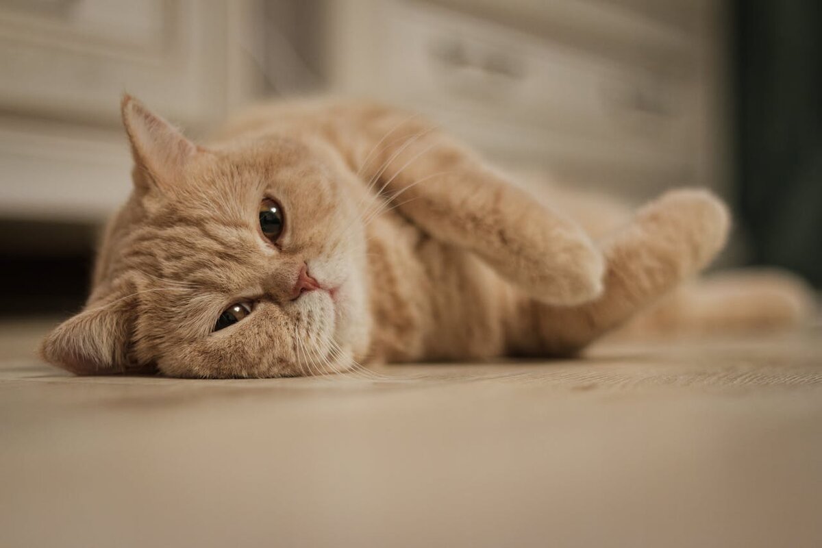 Фотограф: Vlad Nazarov: https://www.pexels.com/ru-ru/photo/19707983/