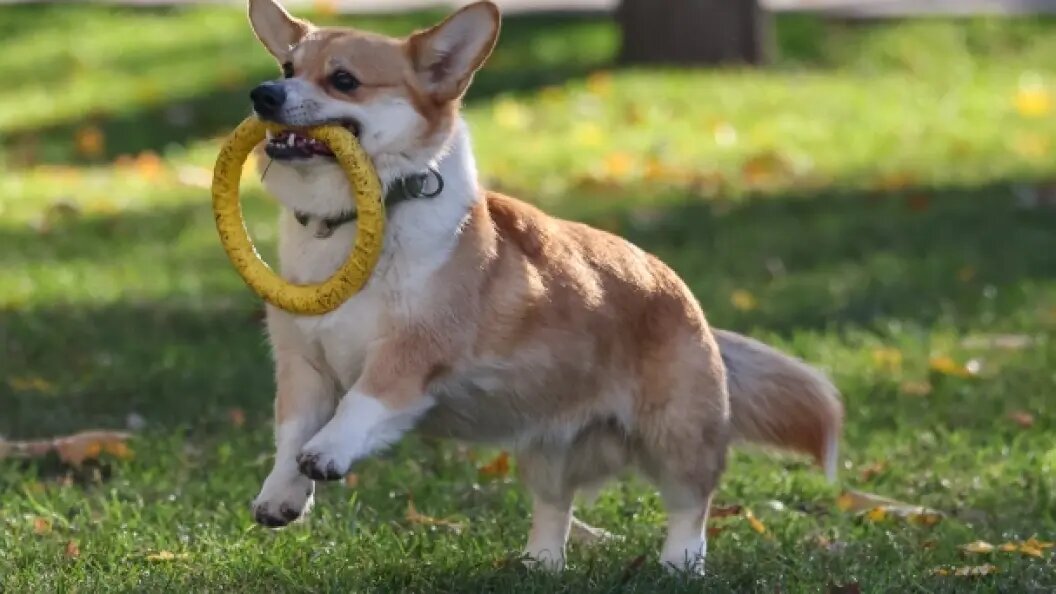    Belkin Alexey/Globallookpress