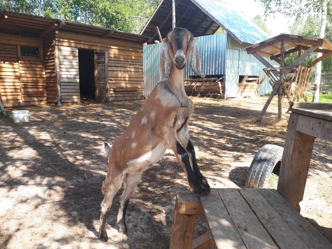 Первоклассница-отличница 