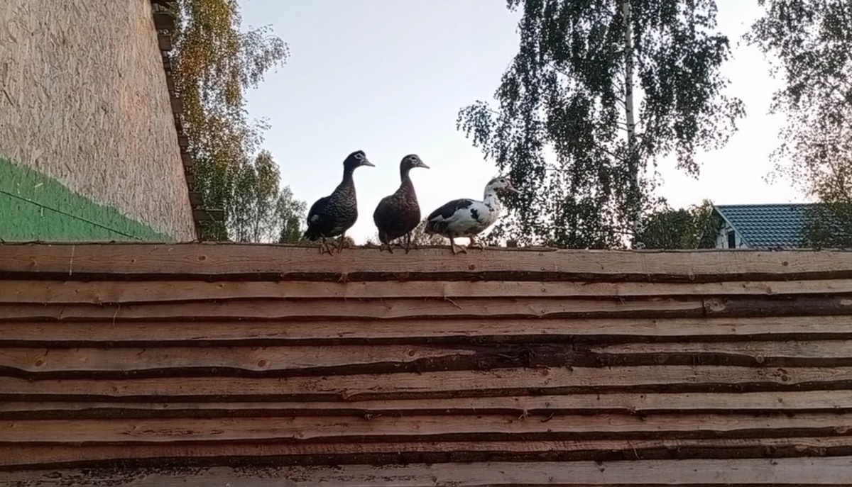 К перелету готовятся. Домашние, говорите? Ну и что. Древние инстинкты ещё никто не отменял 