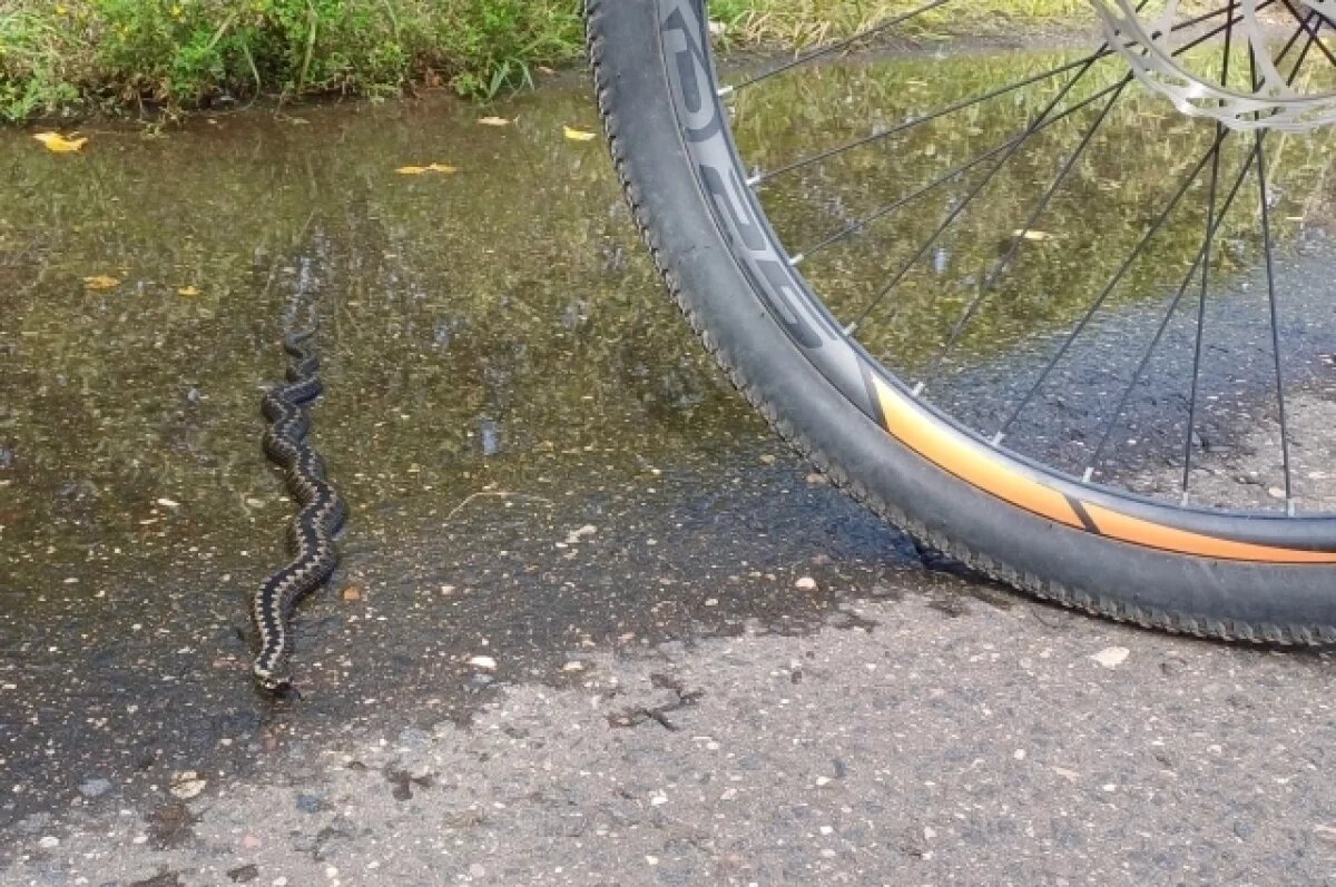    Велосипедисты в Твери повстречали толстушку-гадюку