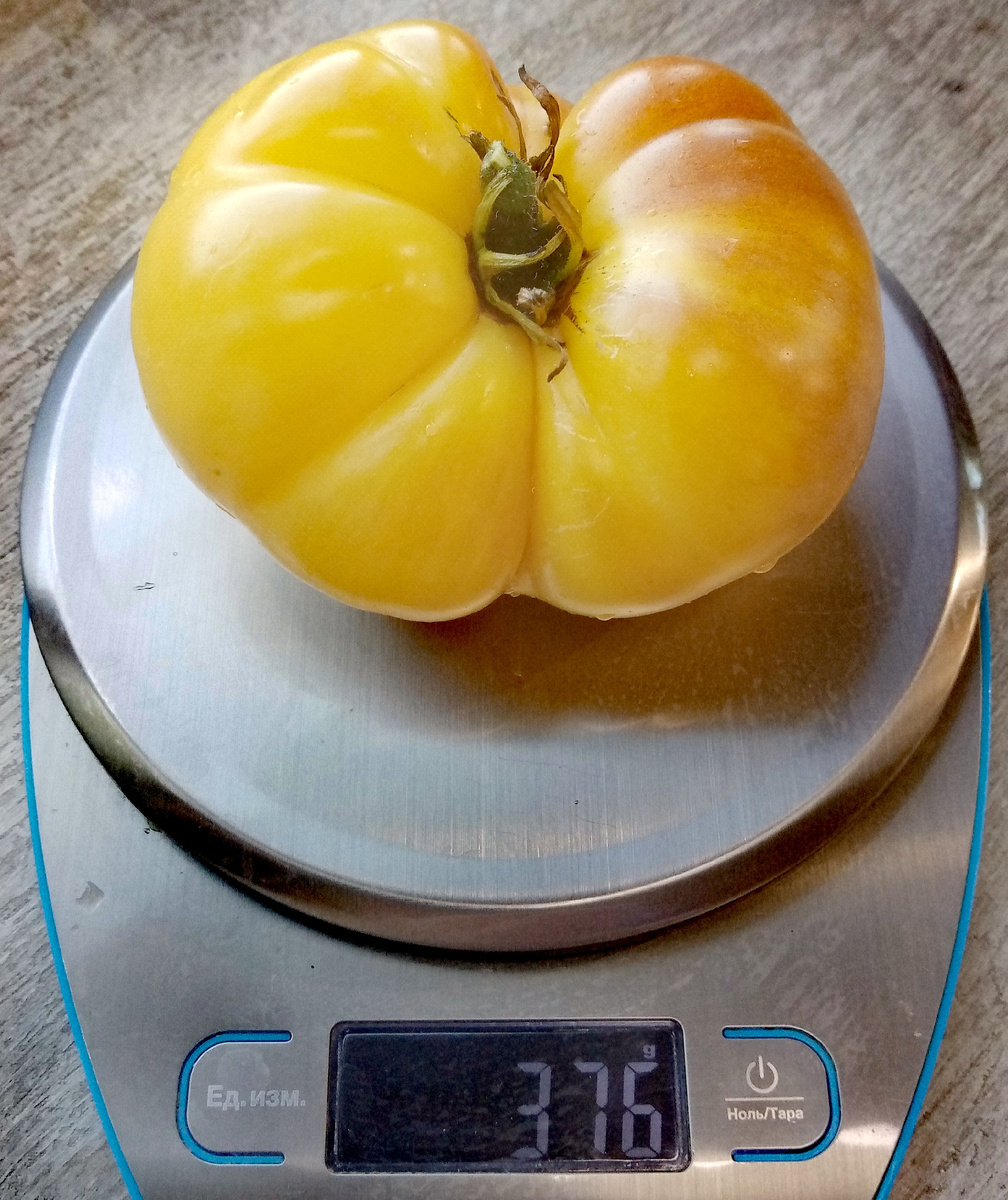 Фото автора от 11.08.2025г. Вес плода ББФ 376 граммов.