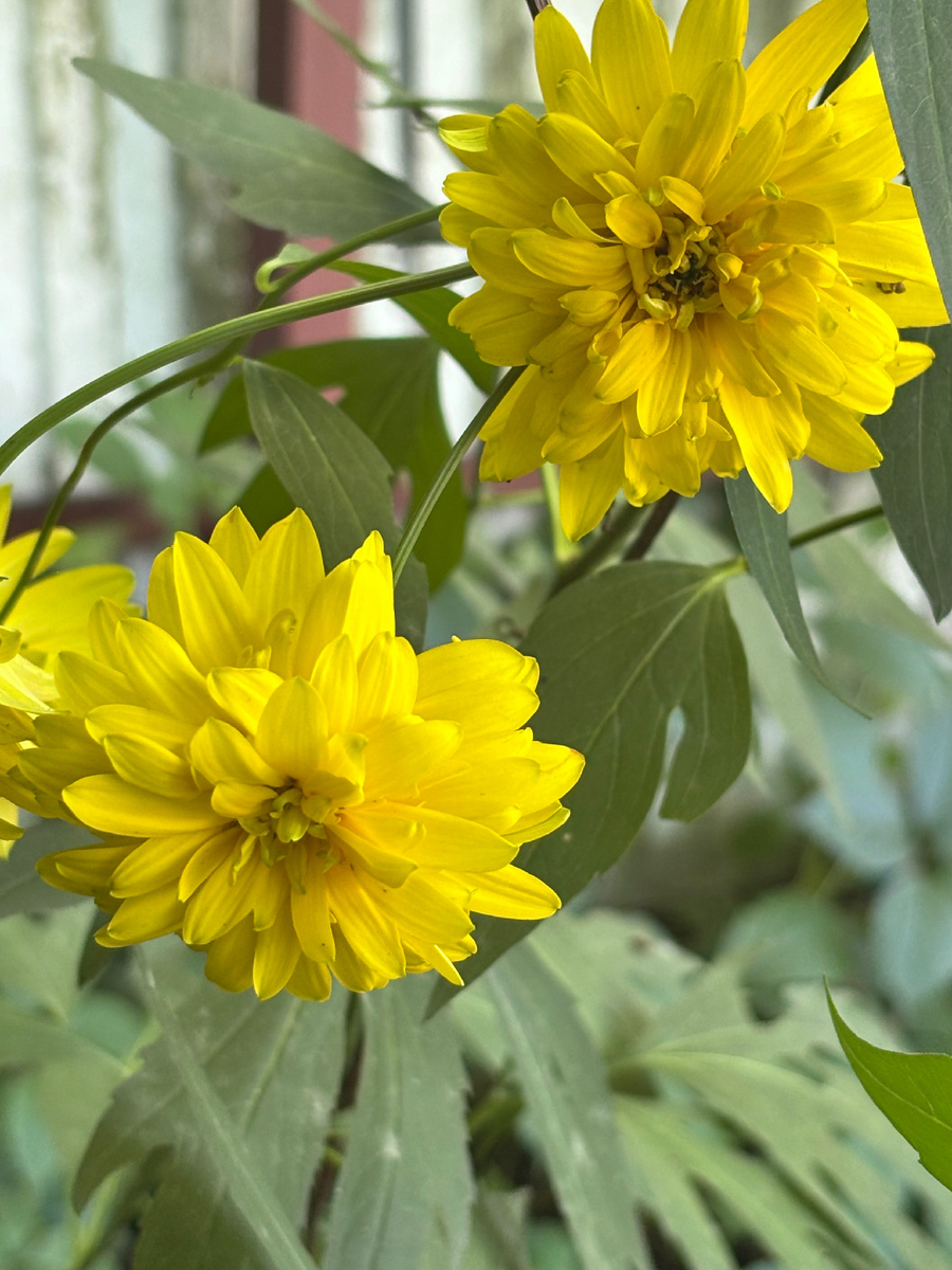 Фото автора. Остатки Золотых Шаров, которые мама выдрала безжалостно