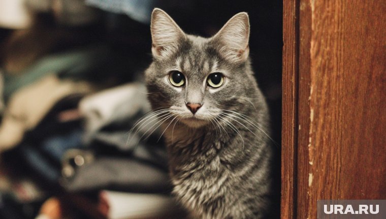 Ветеринар Шеляков: ругать кошек не надо, а пугать можно