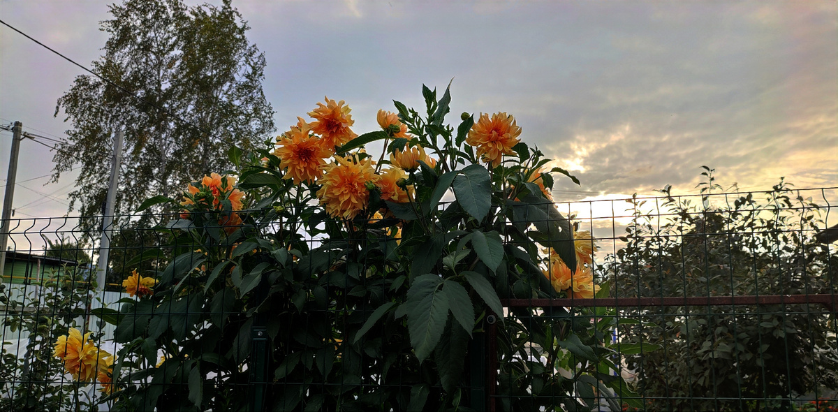 Мой шикарный, гиганский георгин, на фоне нашего, по-осеннему серого неба. Высота куста достигла отметки 2,3 метра. 