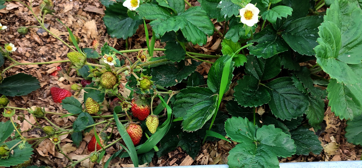Не смотря на  пришедшую осень, у меня спеет клубника. 