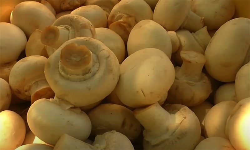 Маринованные грибы методом ферментации: хрустящие, ароматные и необычные