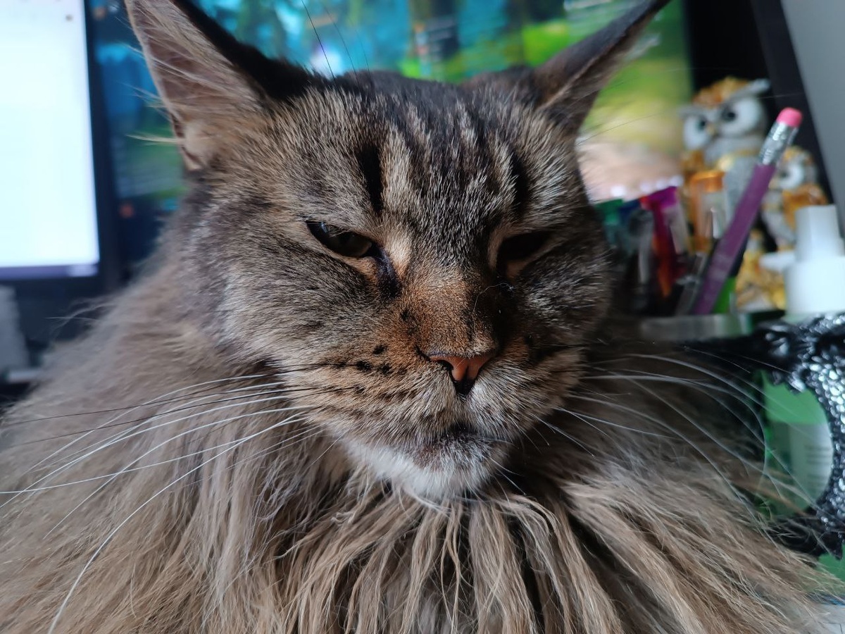 Вот он мой воротник, междур прочим