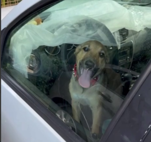    Фото: Telegram/ЧП Сочи