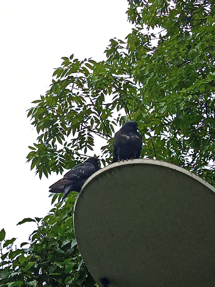 Рассказ «Недомолвка»