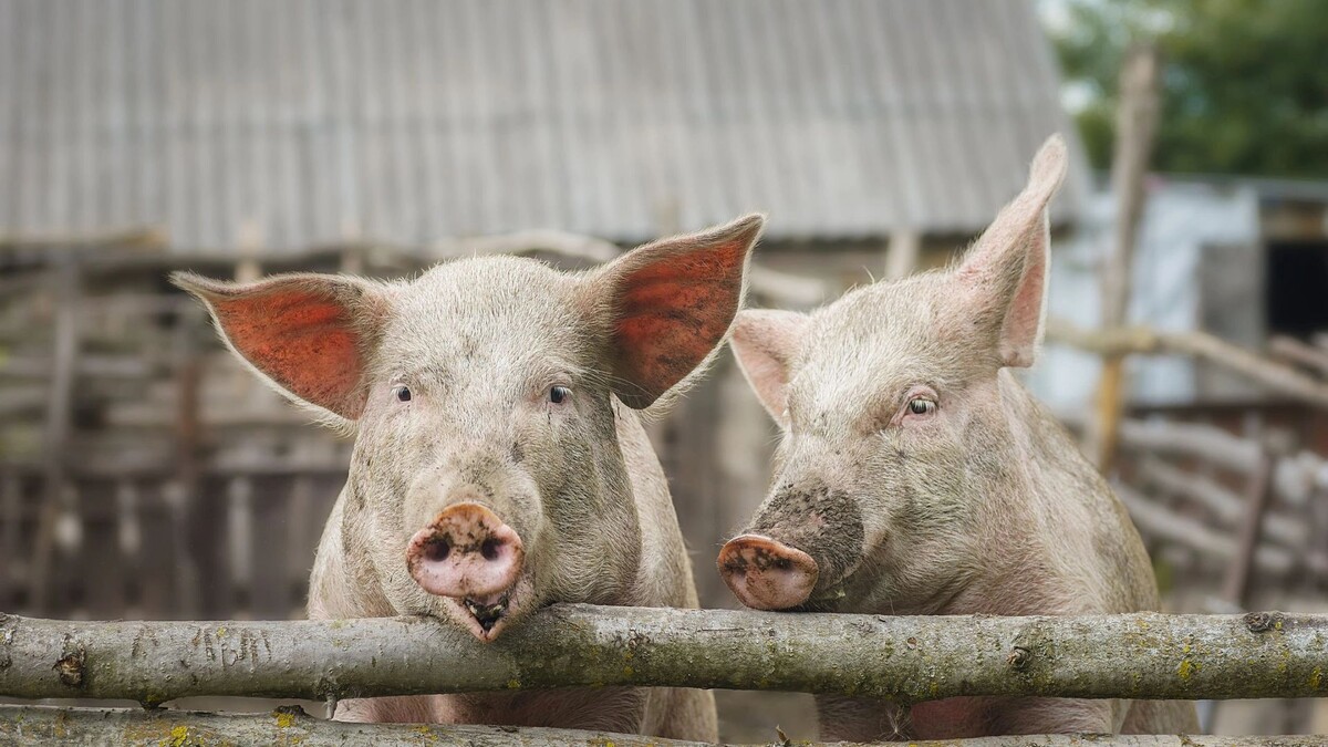    Фото: BushAlex/Shutterstock/Fotodom