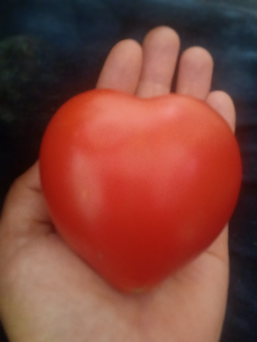 Просто помидорка :) 