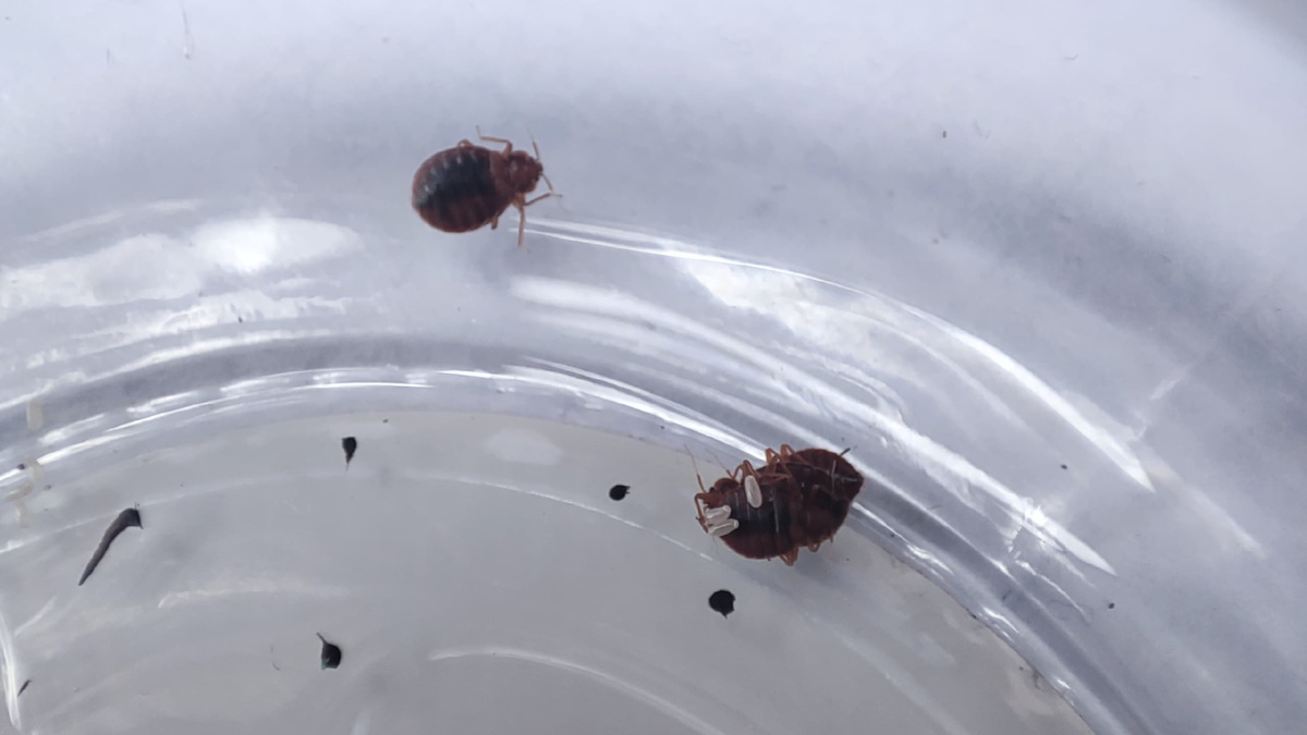 Фото настоящего постельного клопа 