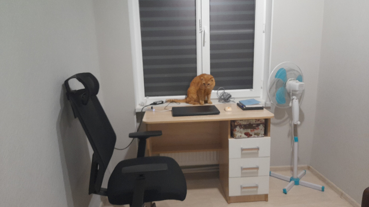 Кот готов к работе 