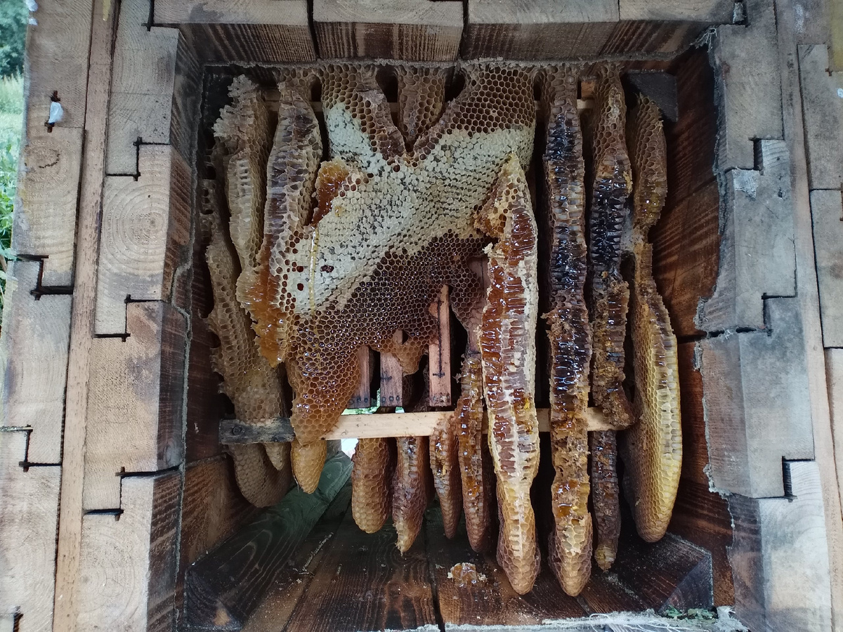 Колода с открытой верхней крышкой. Видны гнездовые рамки из пчелопакета. Справа между сотами кокон моли