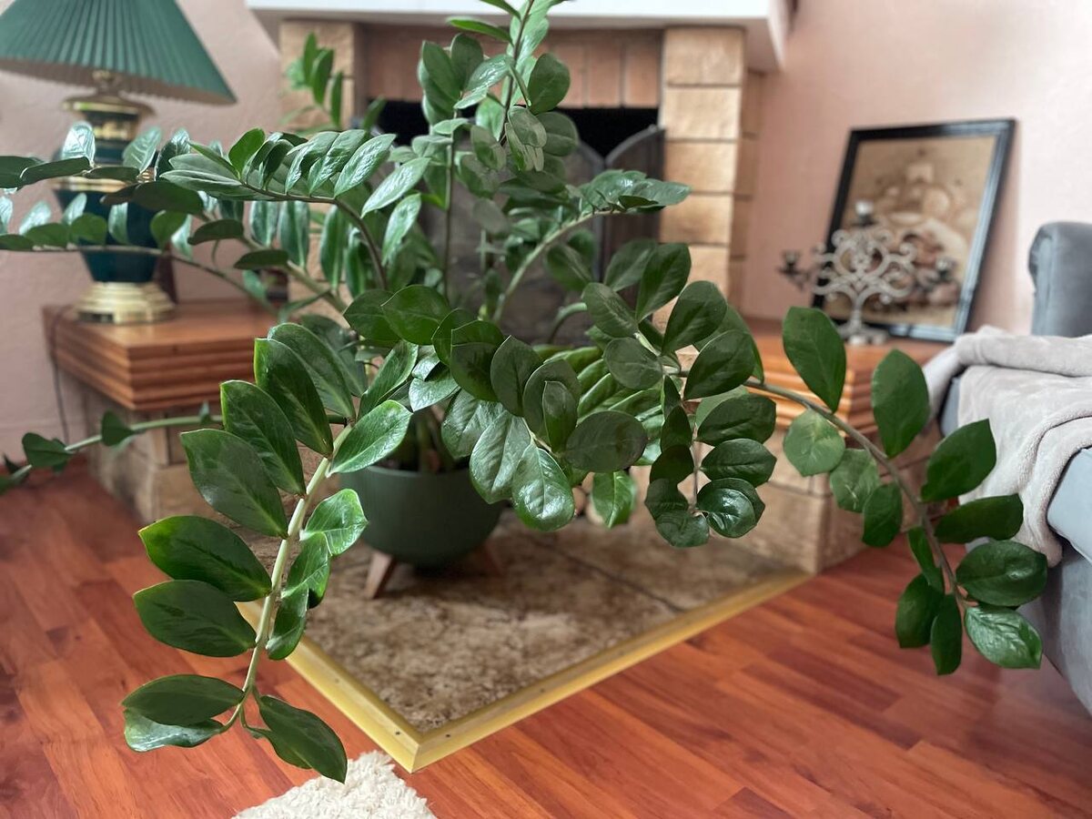 Замиокулькас. Фото автора 