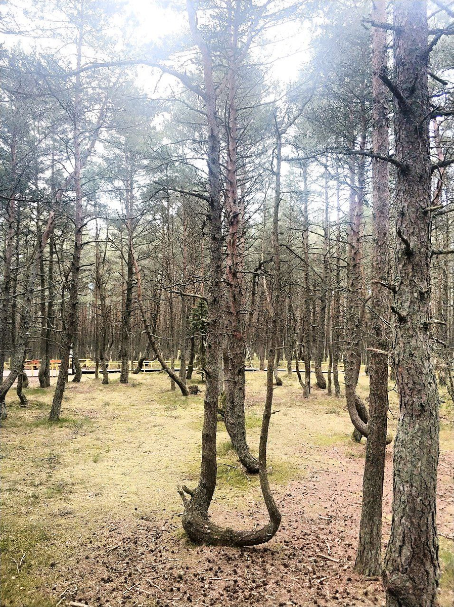 Куршская коса в Калининградской области и танцующий лес