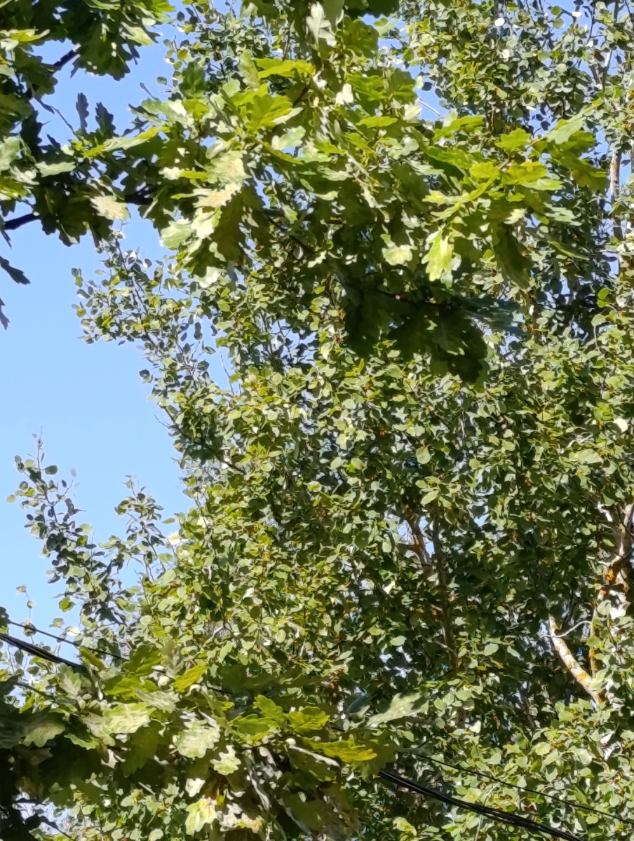 Осина и дуб