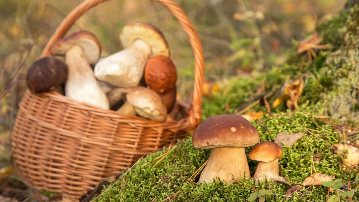    Фото: Viktor Sergeevich / Shutterstock / Fotodom