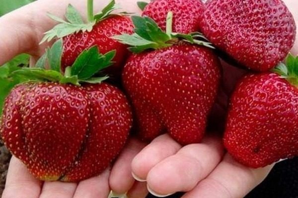 Какие крупноплодные сорта садовой земляники существуют и как подобрать сорт?
