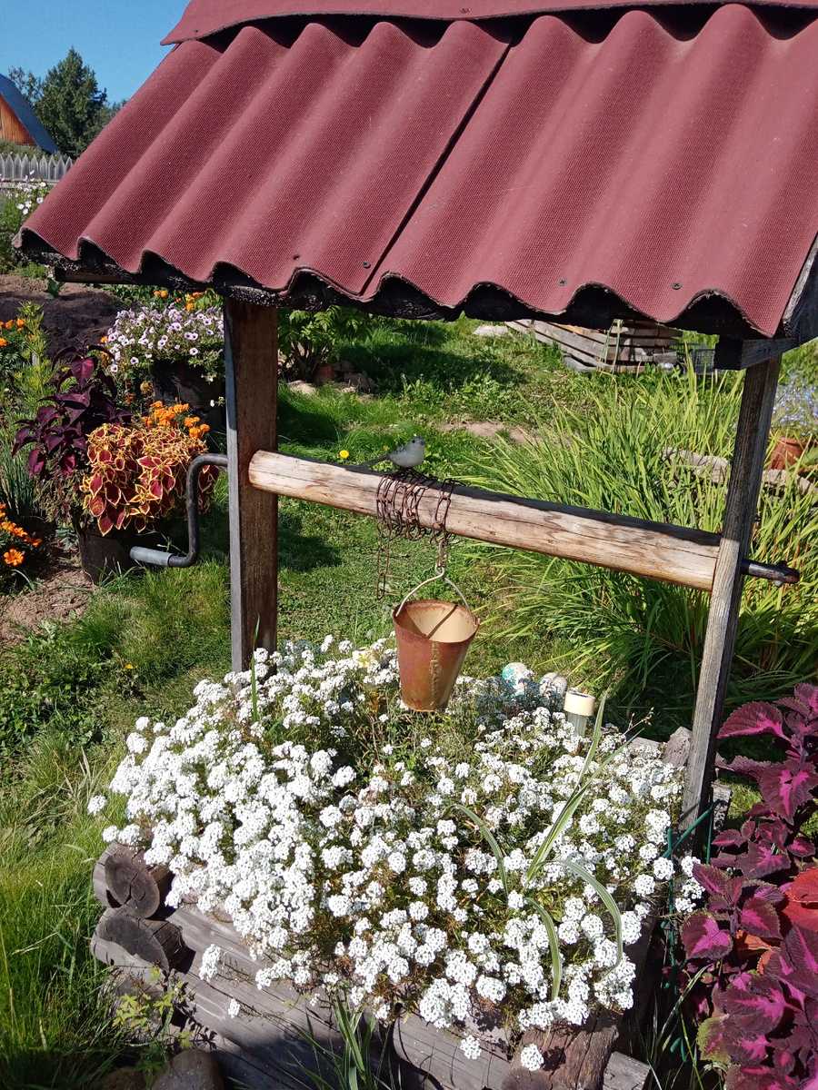 алиссум в колодце/фото автора