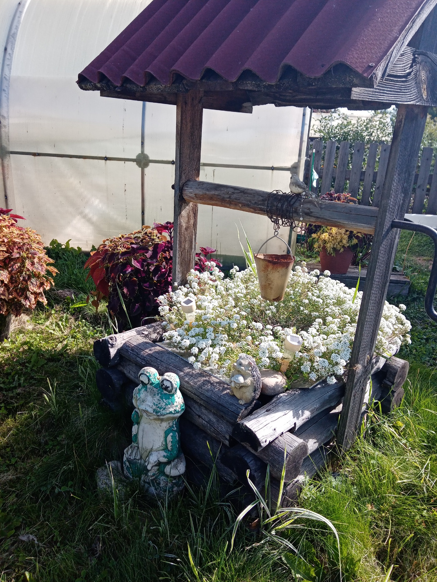 алиссум в августе/фото автора