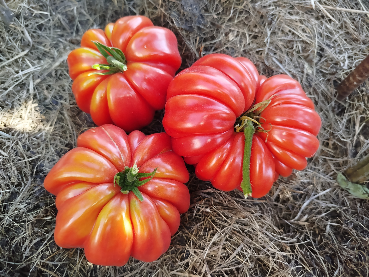 Лотарингская красавица, моя)