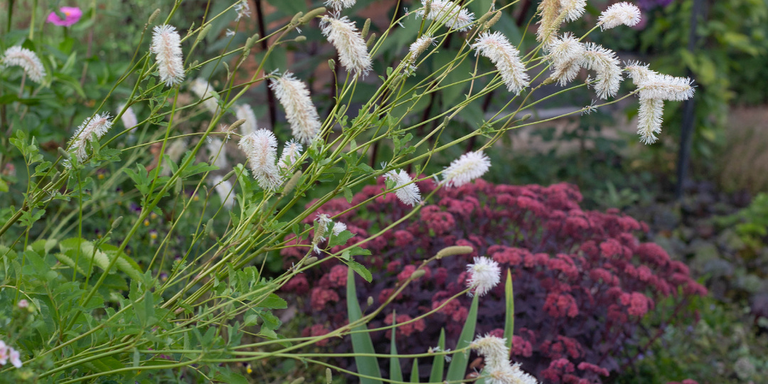Кровохлёбка Тупая или на правду не обижаются.