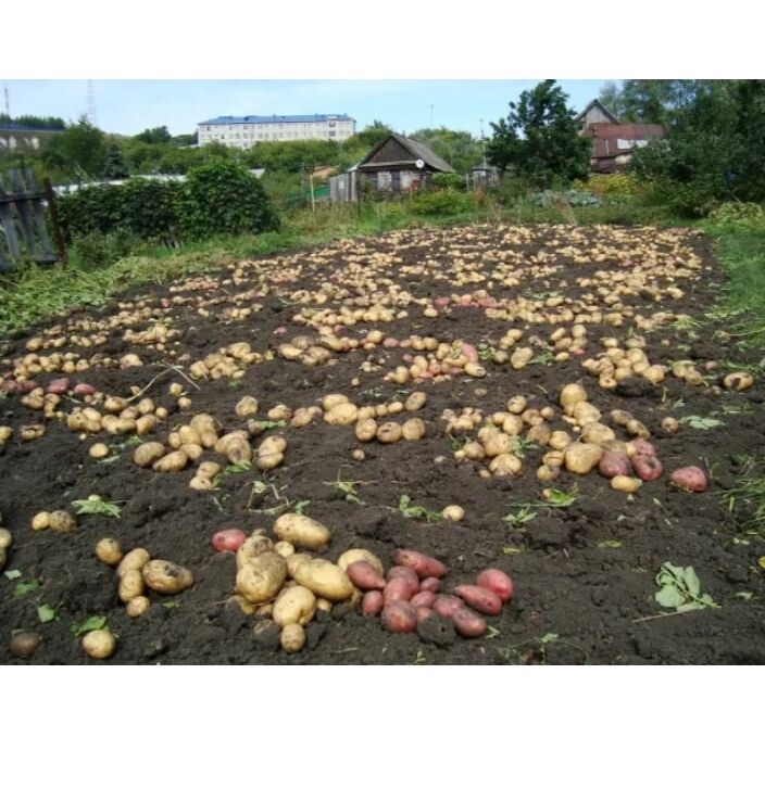 Из открытых источников.Урожай!