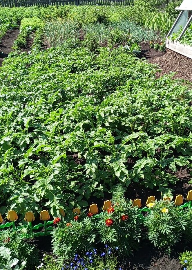 Моя "плантация" картофеля.