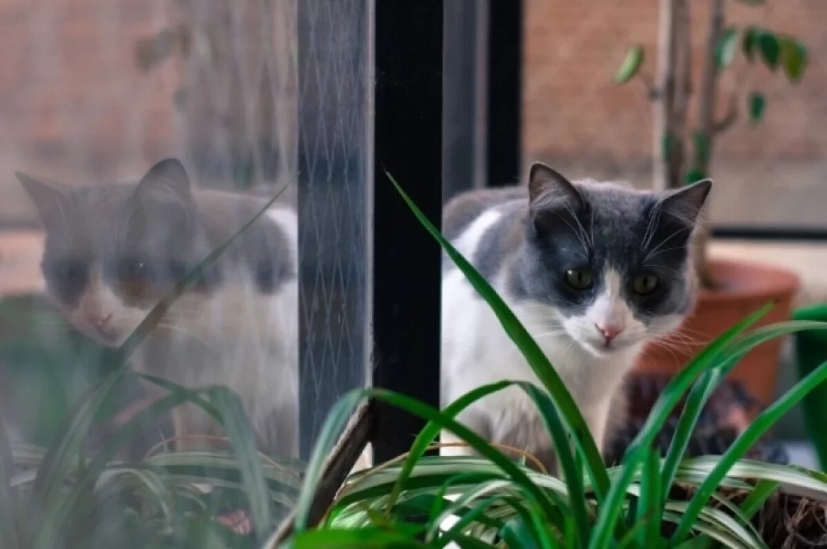    Самара вошла в пятерку российских городов с наибольшим числом кошатников