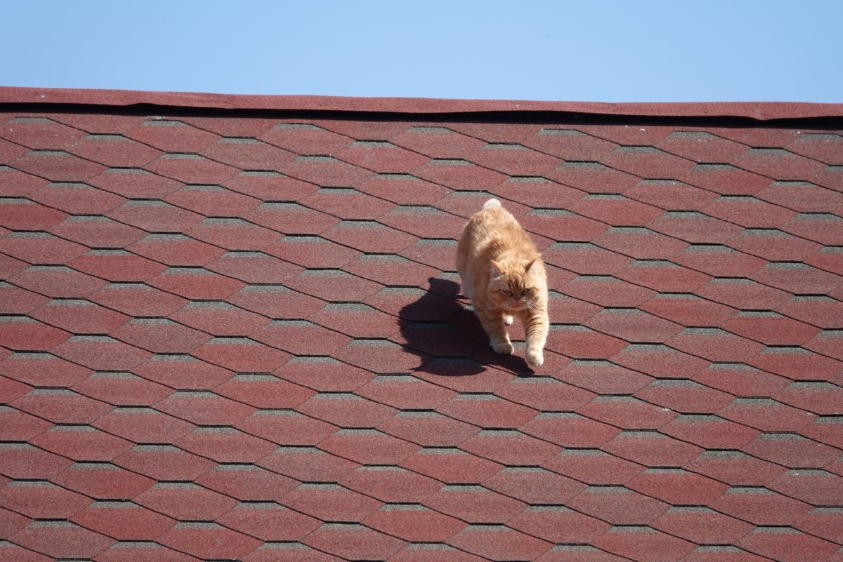    Фото: "Республика"/ Даниил Рыжихин