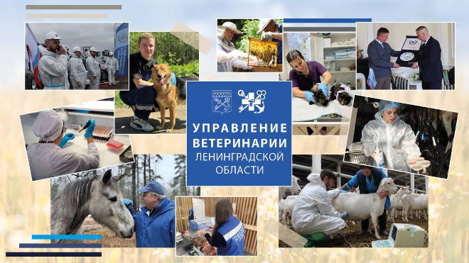 Фото: Телеграм-канал "Госветслужба Ленобласти"