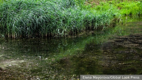     Фото: Elena Mayorova/Global Look Press   
 Текст: Дарья Григоренко