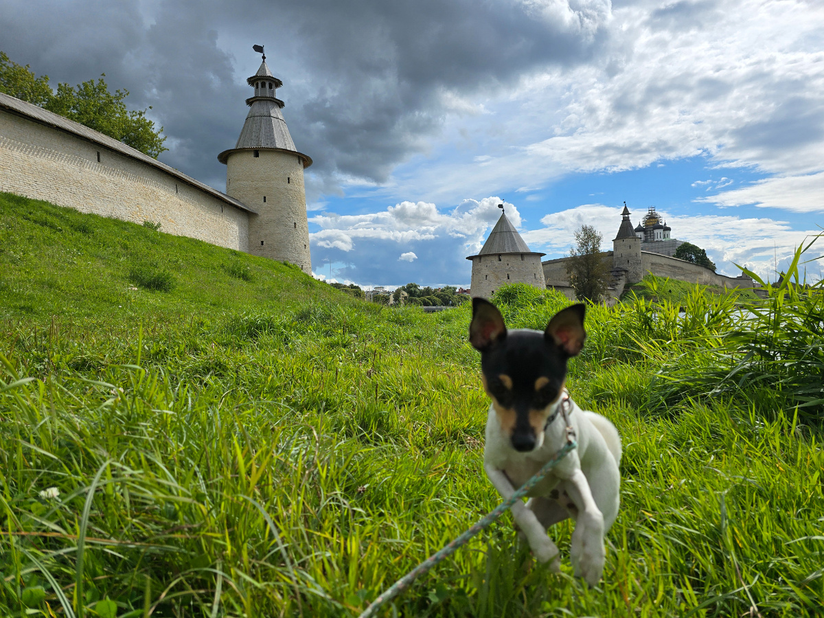 Наш той-фокстерьер у стен древнего Псковского Крома