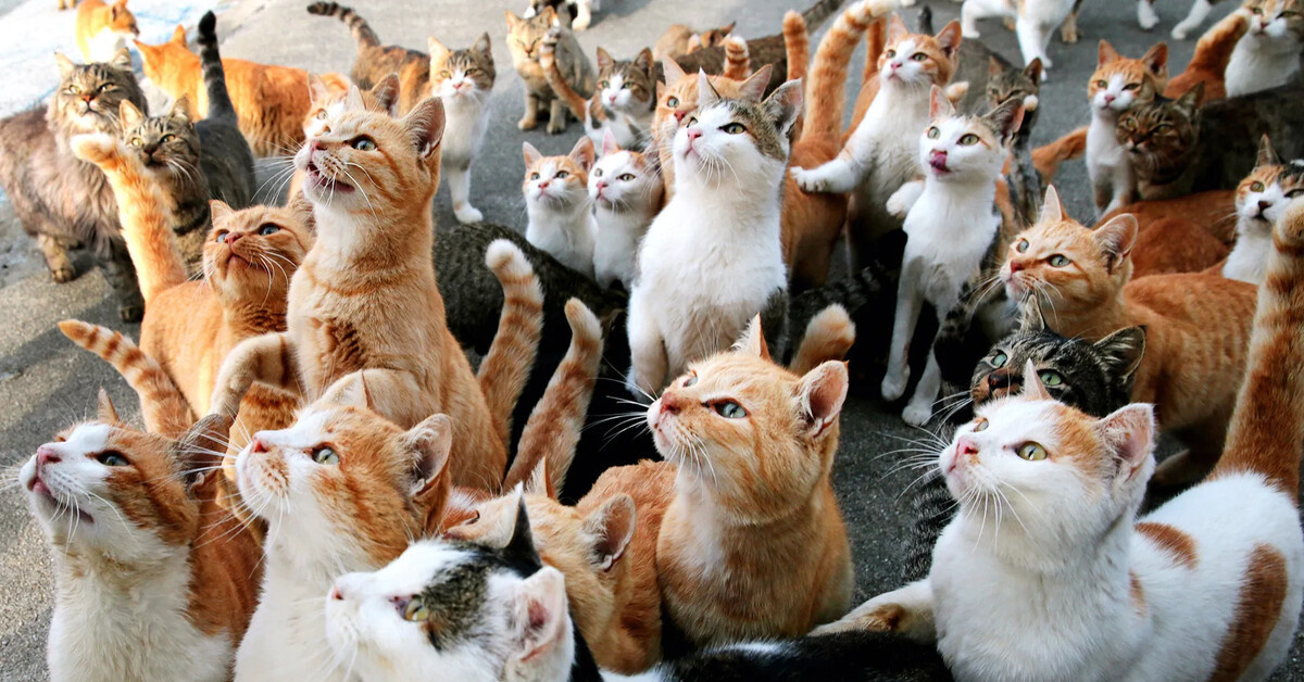 Кошки иногда могут дружить и кучковаться