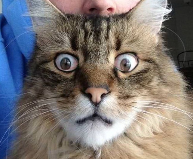 Кошка в шоке при виде колеса