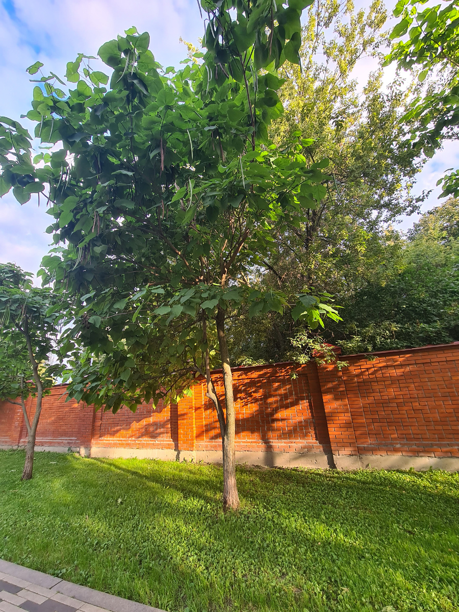 Вот оно бобовое дерево - катальпа. Фото из личного архива.