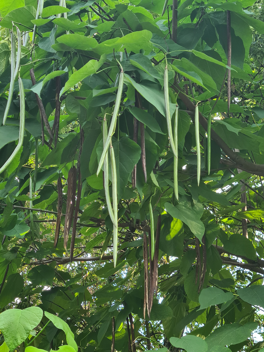 Вот она фасоль на дереве. Фото из личного архива.