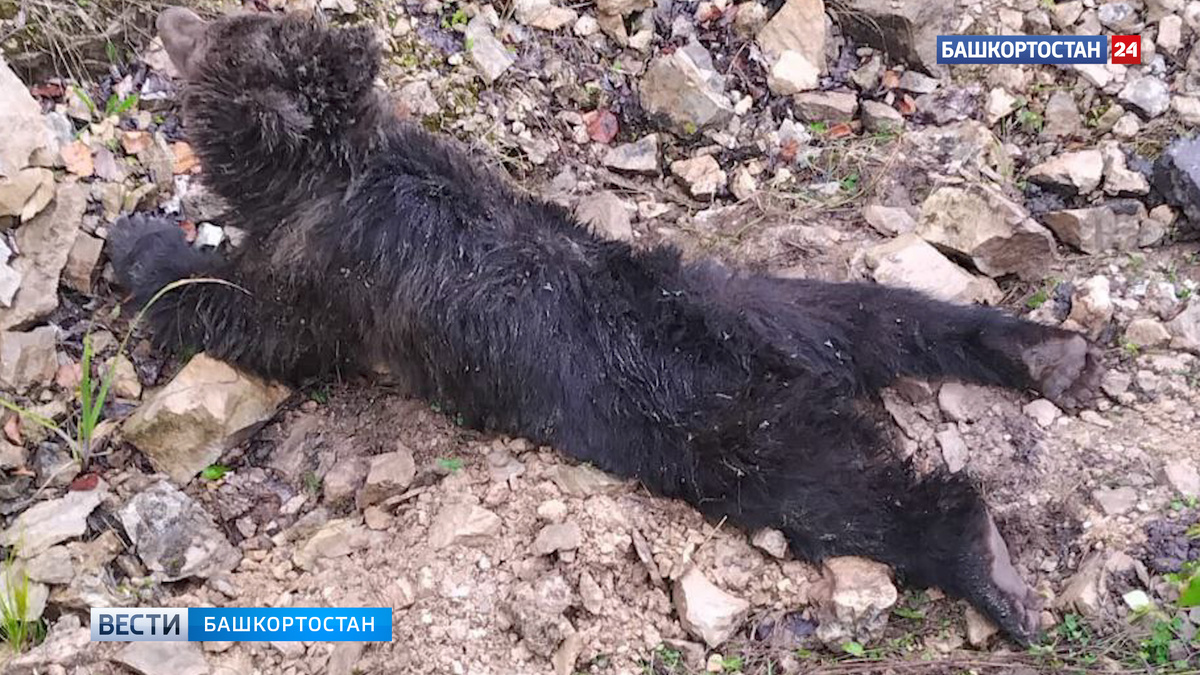    Медвежонок сорвался со скалы в Башкирии