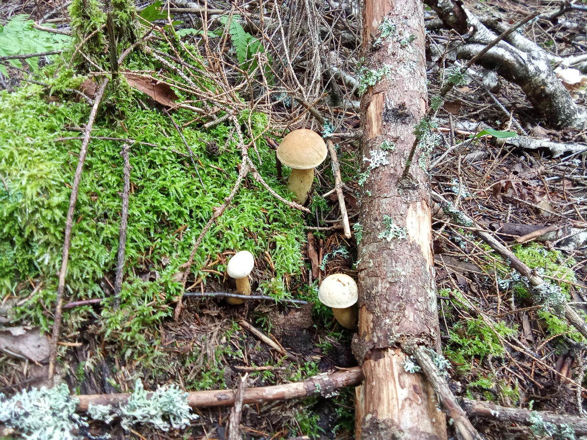 Желчные. Фото Андрея Куликова.