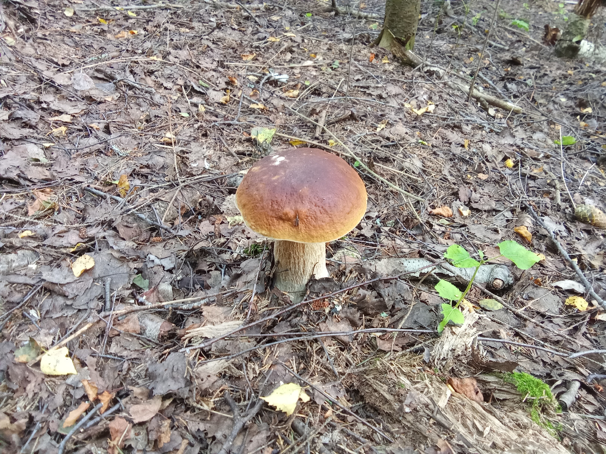 Белый гриб Фото Андрея Куликова.