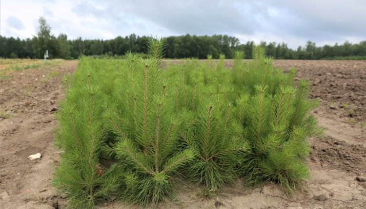 Источник новости: https://nia.eco/2025/08/28/107312/