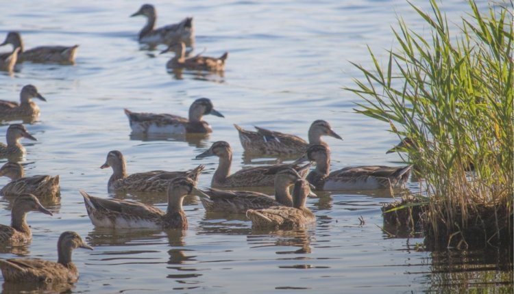 Источник новости: https://nia.eco/2025/07/30/106528/