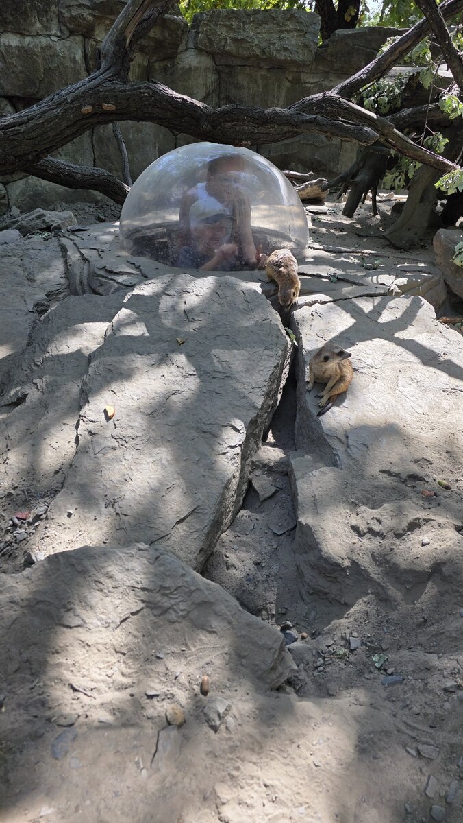 У сурикат непростая судьба: мама отказалась от них сразу после рождения.