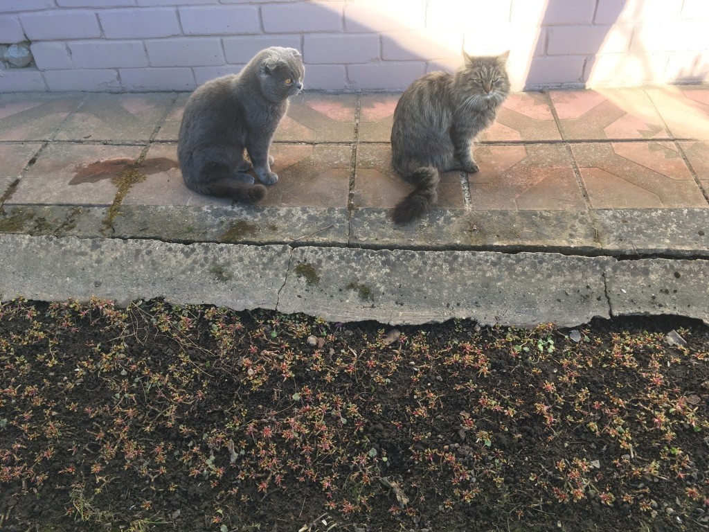 Тихон и Васька — два наших кота, которые дружили...