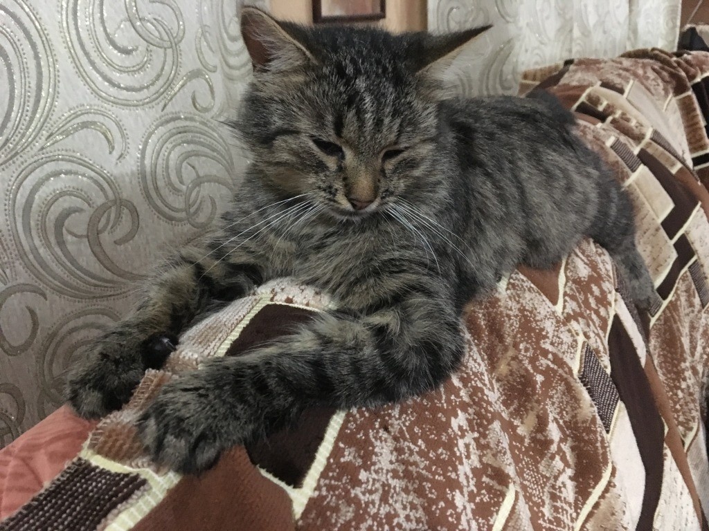 Васька любит спать на спинке дивана и не падает...