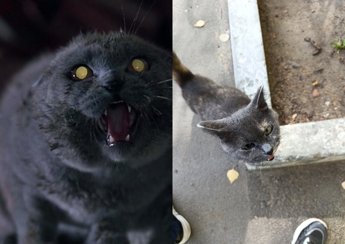 Такой предстала передо мной Люся при первом знакомстве (кадр из фильма "Кладбище домашних животных"), а вот такой милой она может быть, когда выпрашивает еду. 