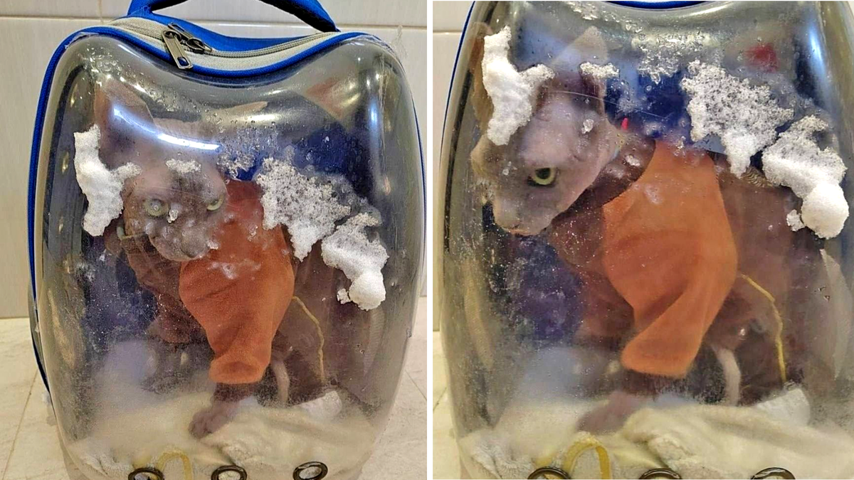 Этого лысого кота выкинули в пластиковом рюкзаке-переноске в - 30. Обледеневшую переноску в сугробе заметили неравнодушные прохожие.